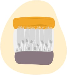 Ilustracija prikazuje sluznicu i male dlačice  zvane cilije koje oblažu dišne puteve