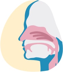 Ilustracija prikazuje presijek dišnih puteva, nosa i usta